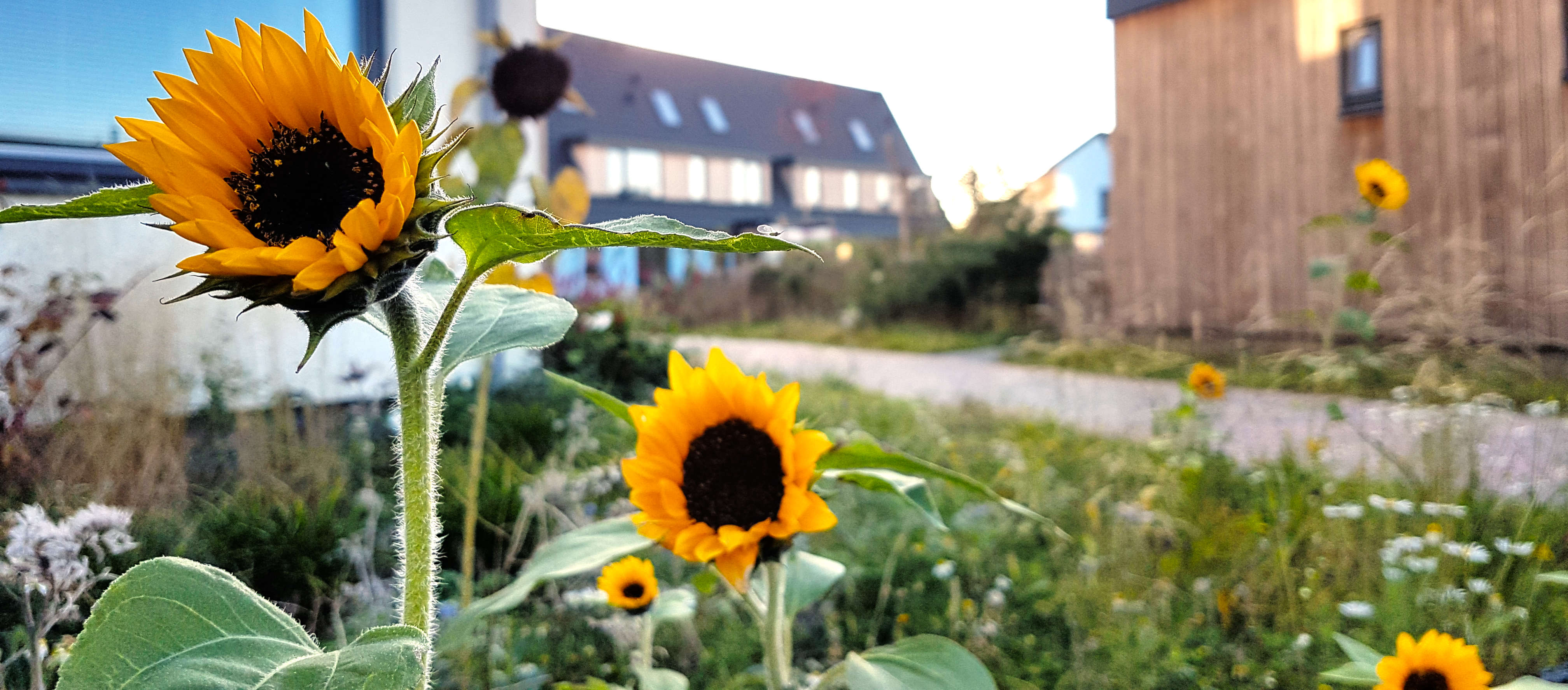 Herfst in Ecowijk Mandora, Houten