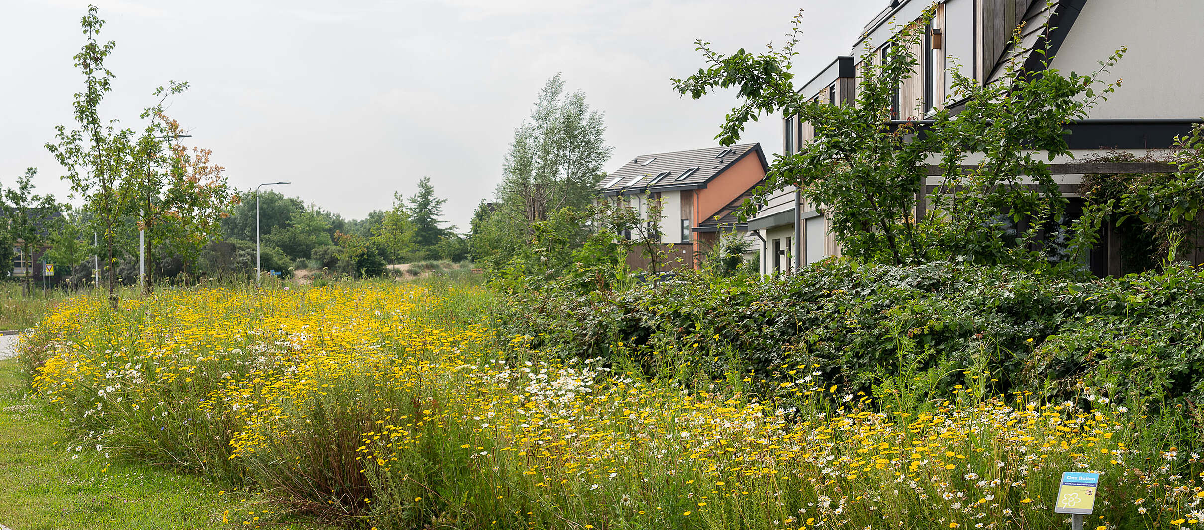 Natuurrijke berm met kruiden en bloemen en hoge grassen. Een feest voor de bijen en andere insecten.