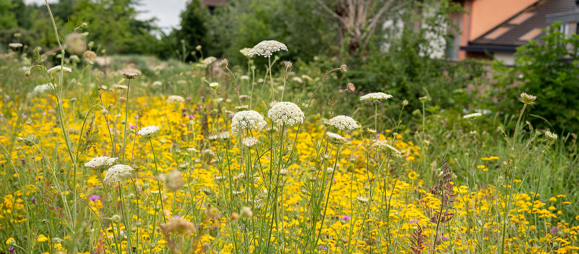 Natuurrijke berm met kruiden en bloemen en hoge grassen. Een feest voor de bijen en andere insecten.