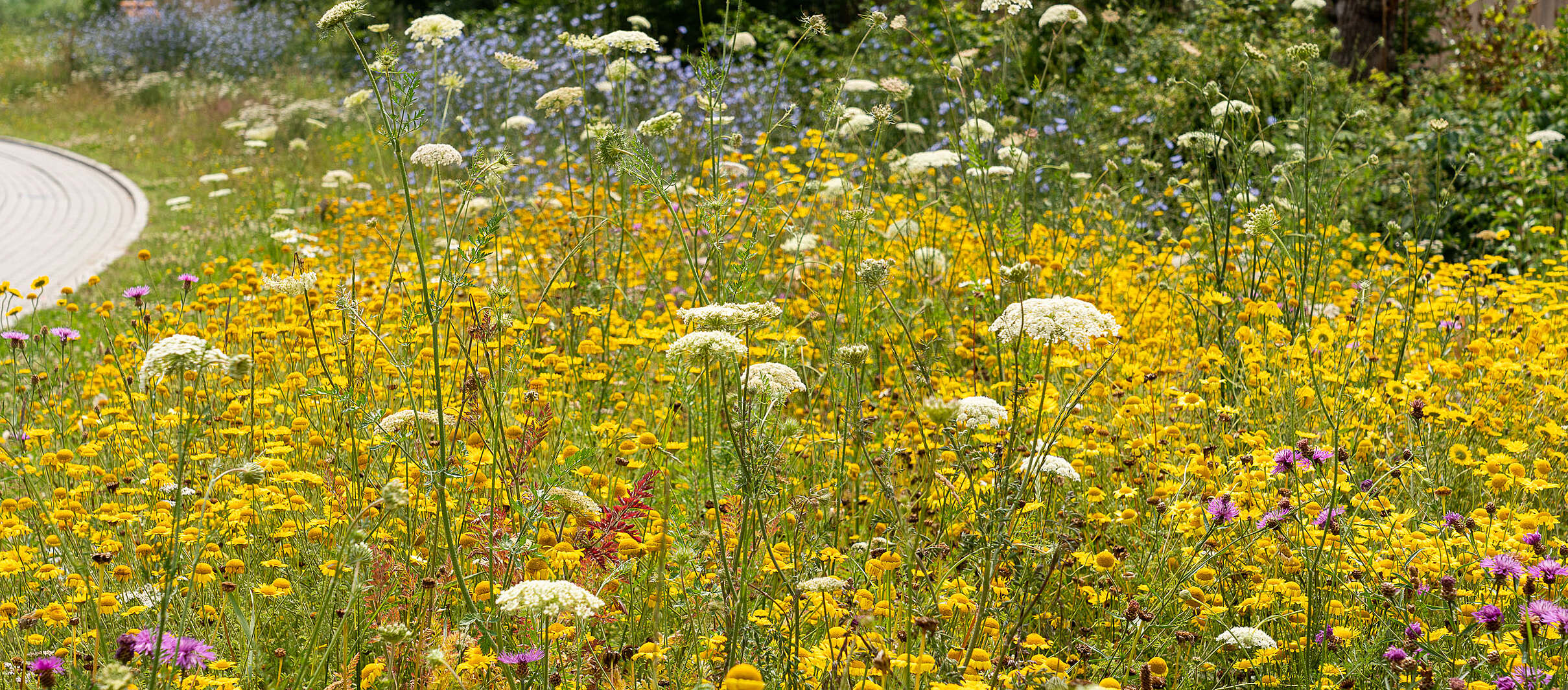 Natuurrijke berm met kruiden en bloemen en hoge grassen. Een feest voor de bijen en andere insecten.