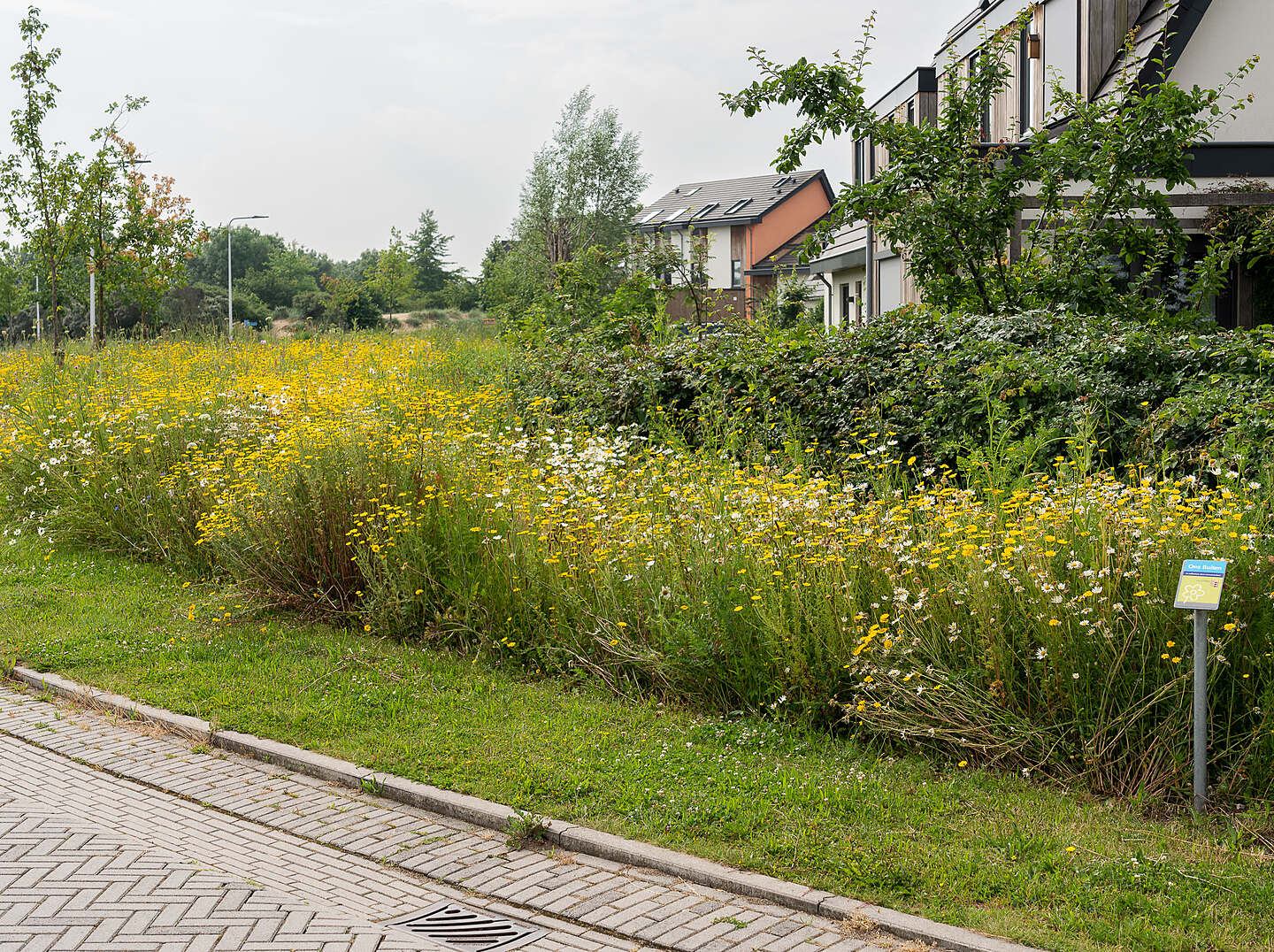 Bloemenweides langs ecowijk Mandora, gemeente groen in zelfbeheer