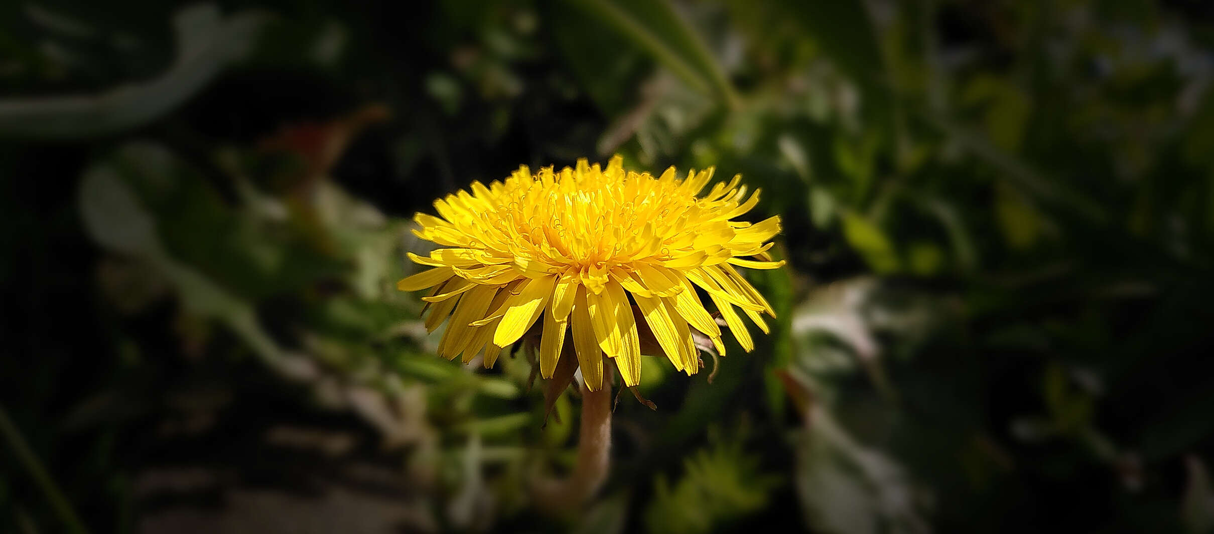 De paardenbloem, waardevol, want het is een vroege bloeier, maar wist je dat je m ook zelf kan eten ?.