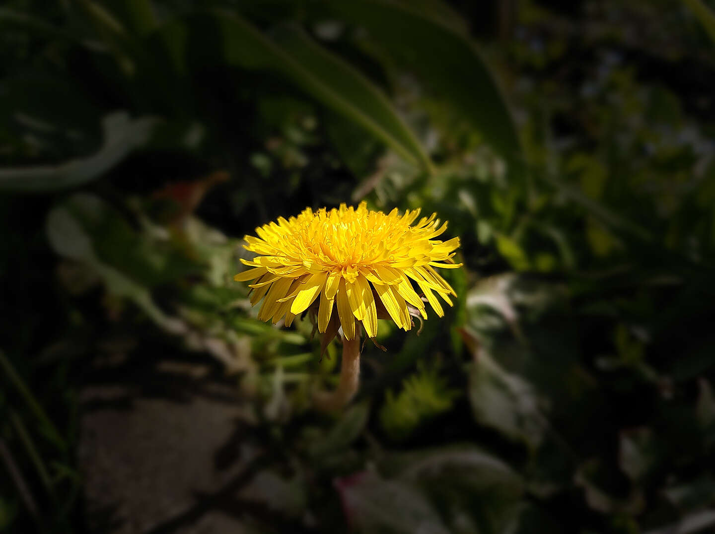 Bloemenweides langs ecowijk Mandora, gemeente groen in zelfbeheer