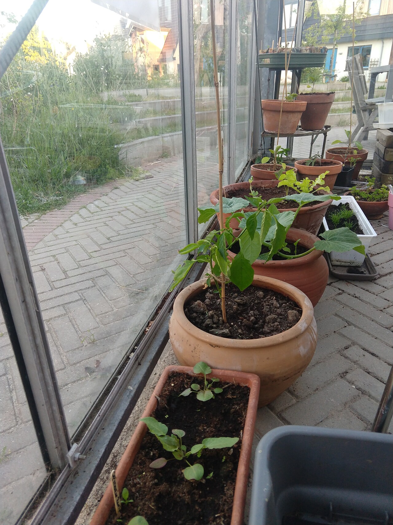 Groen in de kas van het buurthuis in ecowijk Mandora, Houten