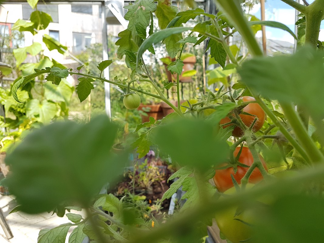 Tomaten in de kas bij het buurthuis in ecowijk Mandora