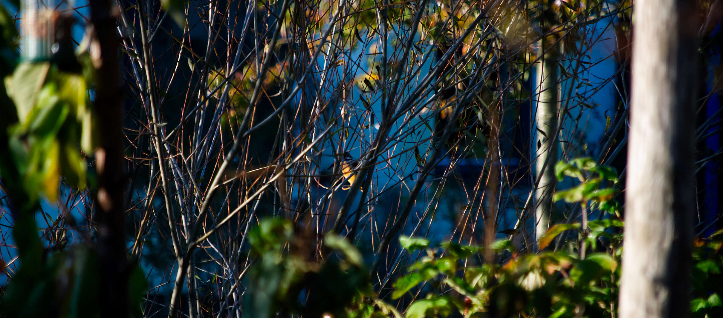 zoek de ijsvogel in Mandora