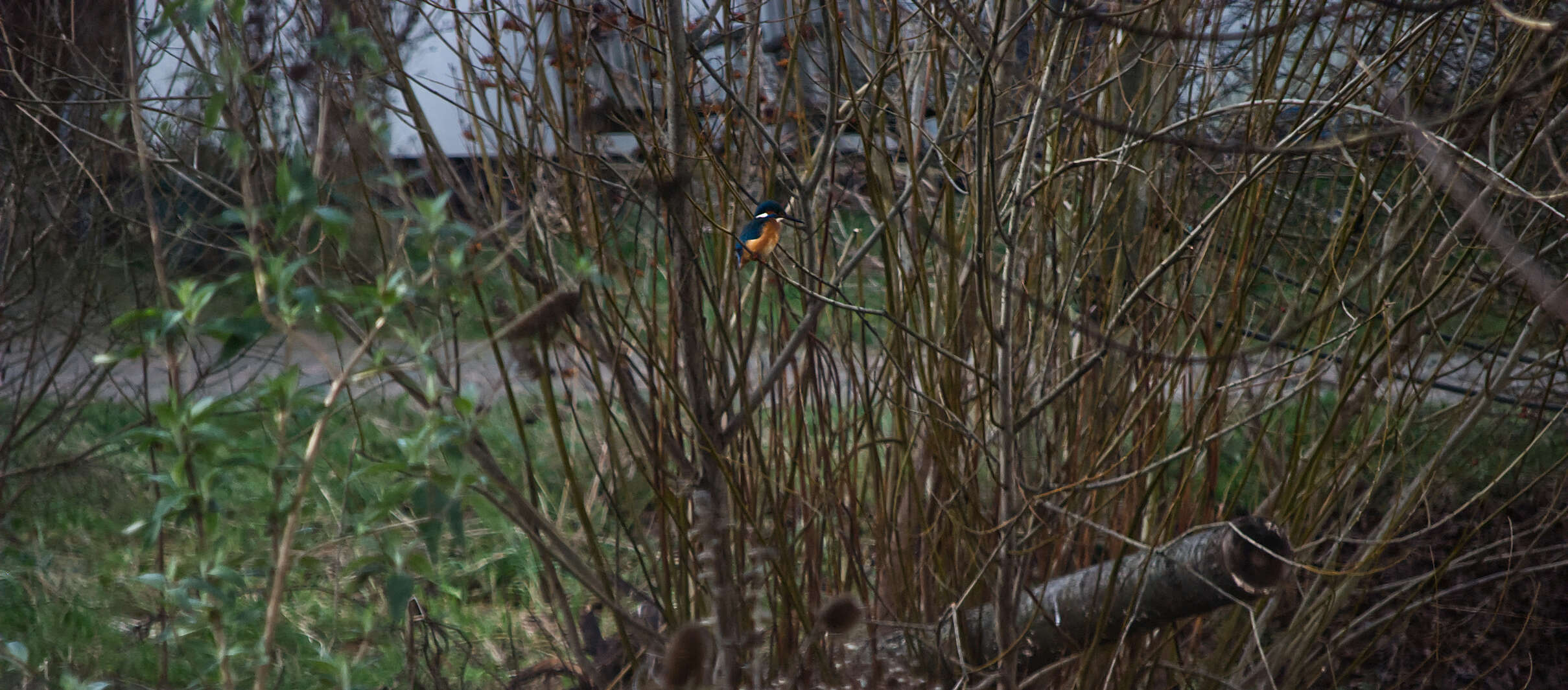 IJsvogel in wilg bij de vijver in Mandora