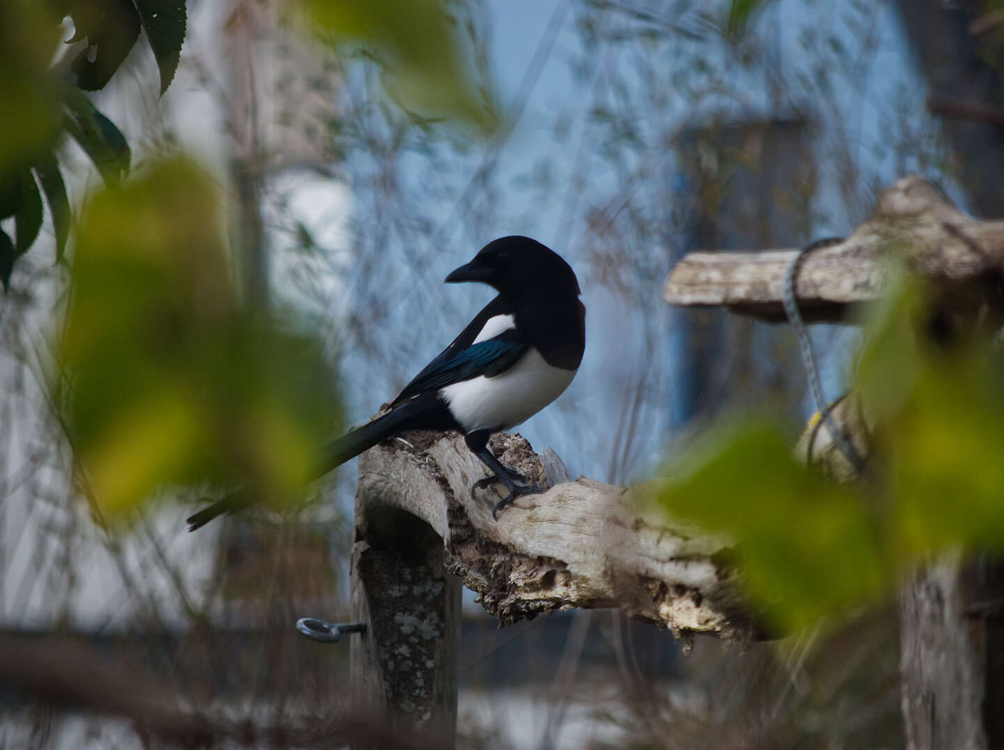 Ekster gespot in Mandora