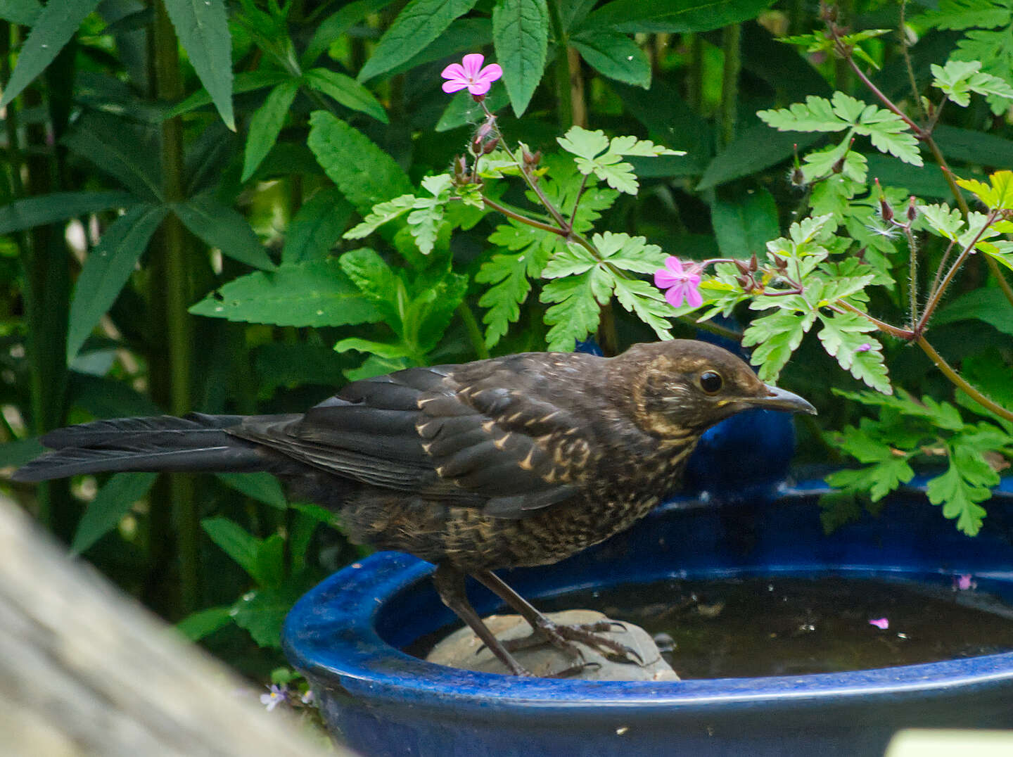 Merel in de drinkschaal in een tuin in Mandora